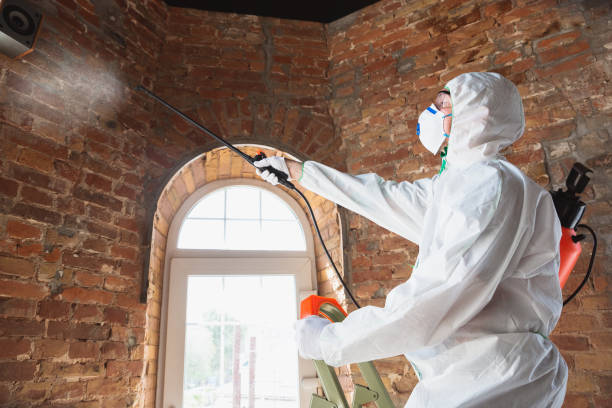 Best Attic Mold Removal  in Cockeysville, MD